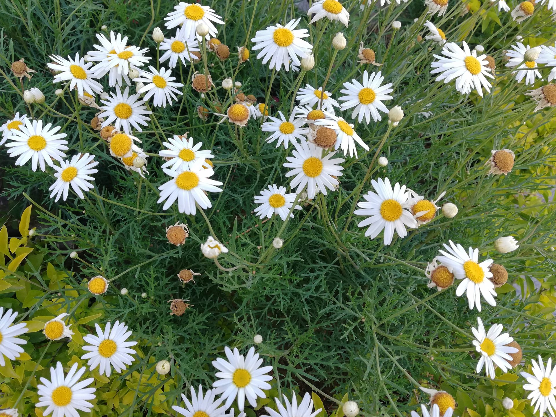 Top down view of large daisy like flowers.
